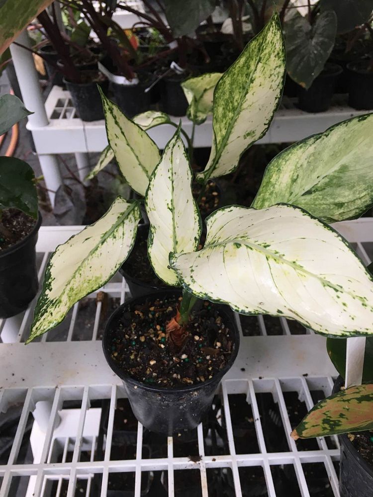 aglaonema-super-white