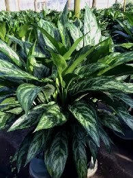 aglaonema-tigres
