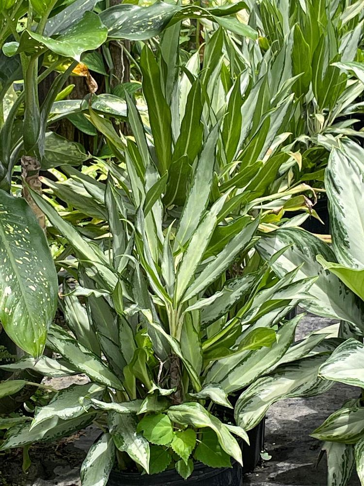 aglaonema-white-lance