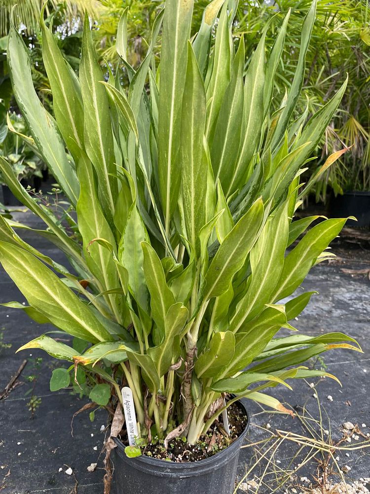 aglaonema-white-lance