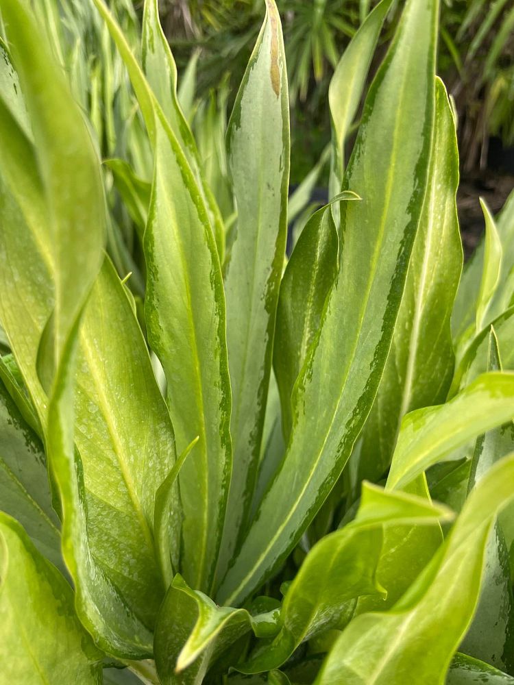 aglaonema-white-lance