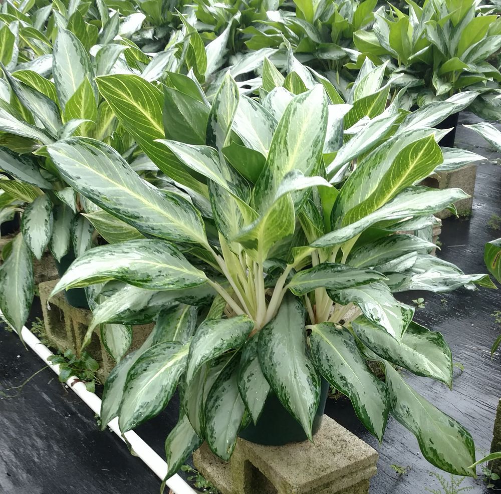 Consolidated Foliage plantANT com