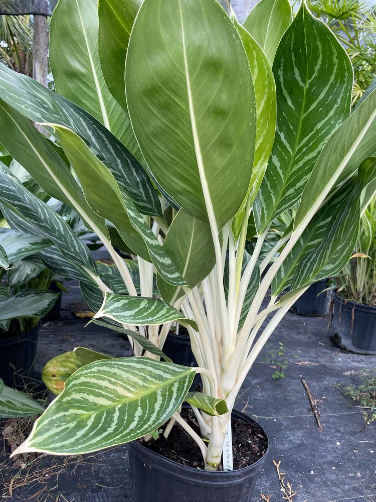 aglaonema-white-stem