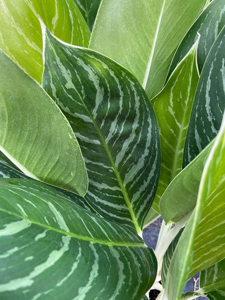 aglaonema-white-stem