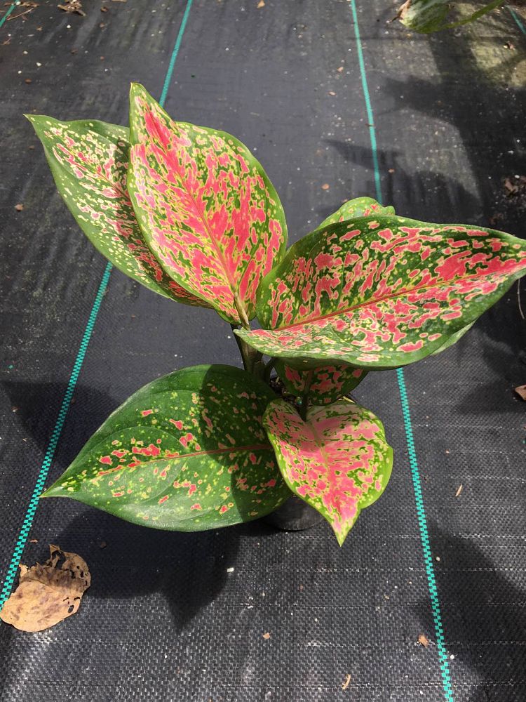 aglaonema-wishes
