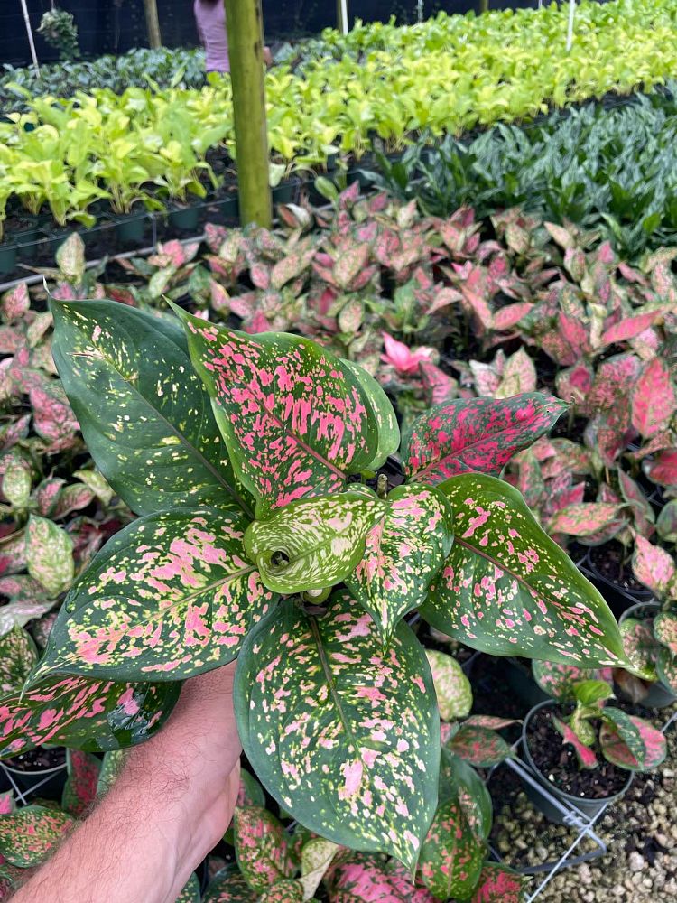 aglaonema-wishes