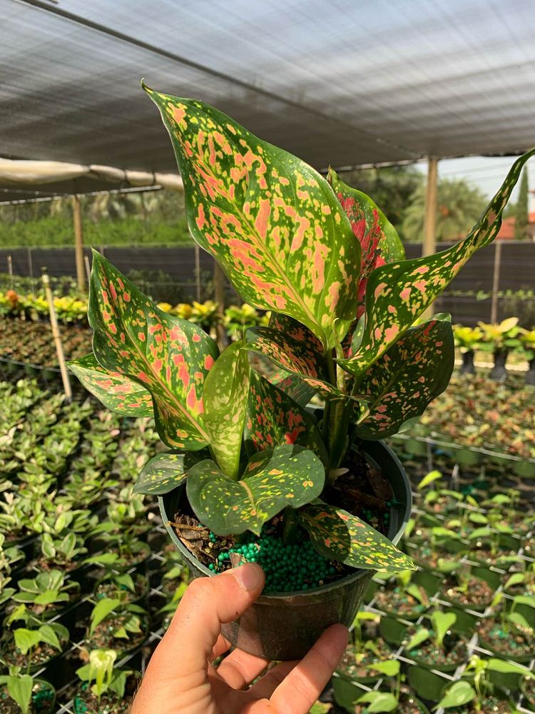 aglaonema-wishes