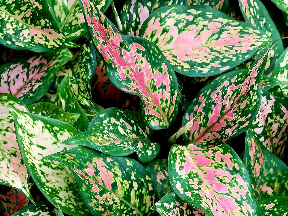 aglaonema-wishes