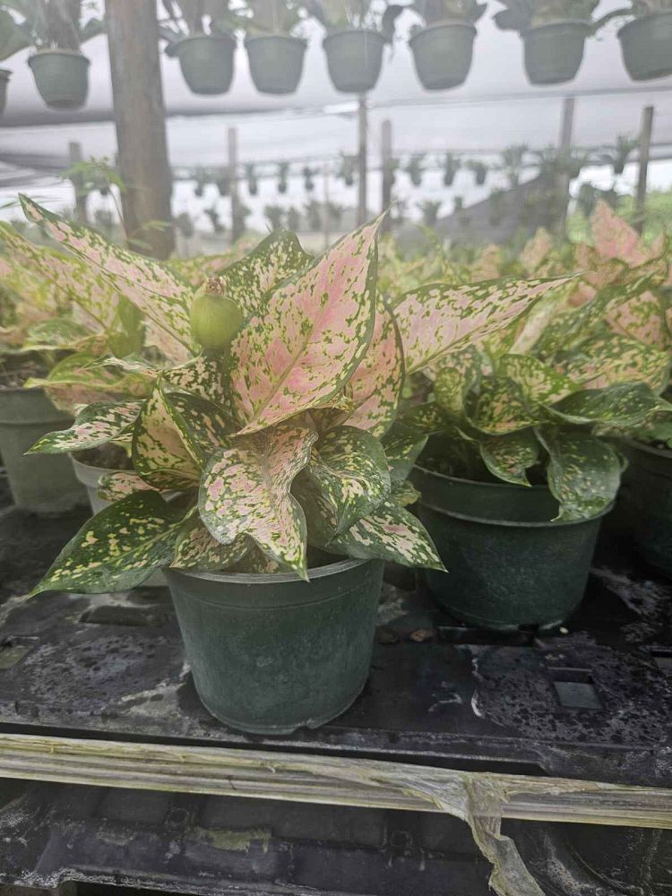 aglaonema-wishes