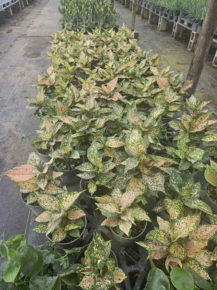 aglaonema-wishes