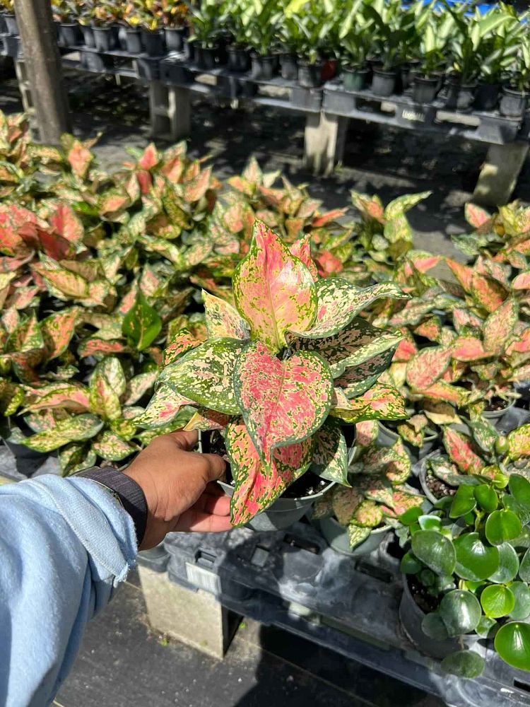 aglaonema-wishes