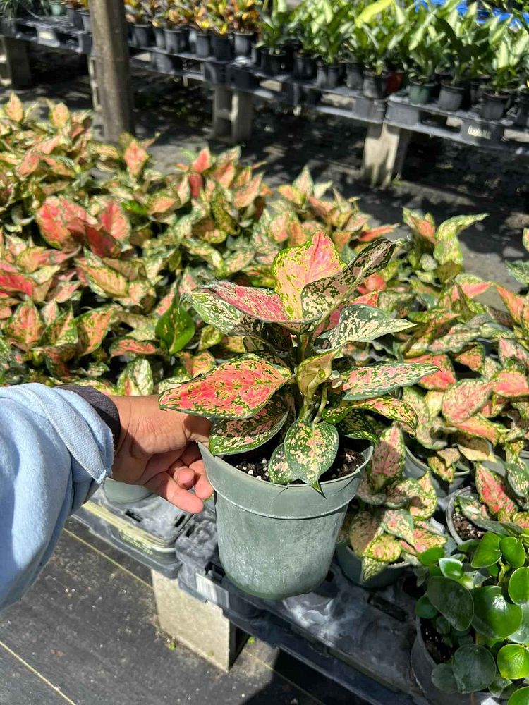 aglaonema-wishes