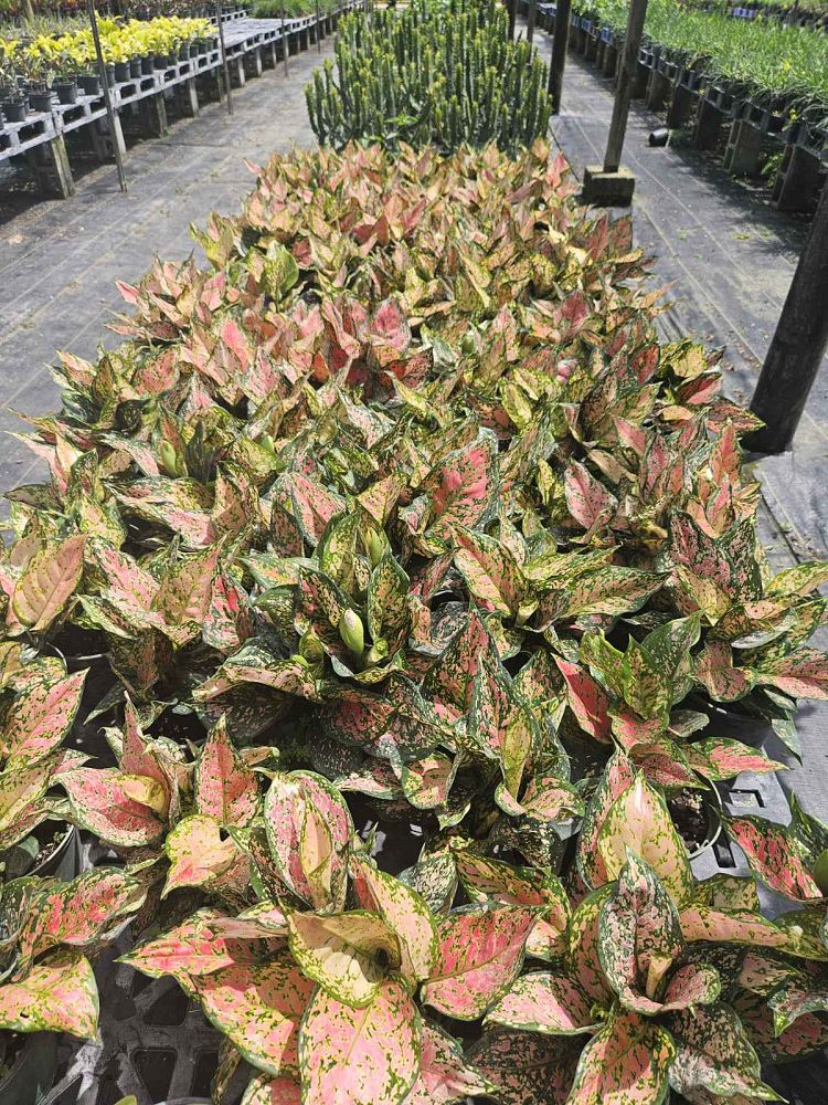 aglaonema-wishes