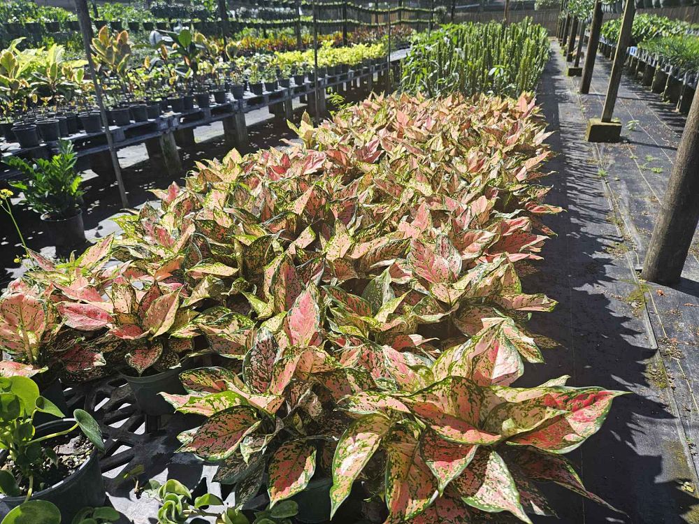 aglaonema-wishes