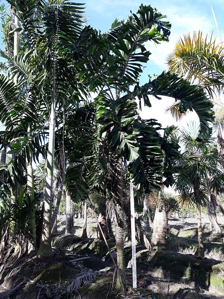 aiphanes-aculeata-ruffle-palm-coyure-palm-aiphanes-caryotifolia-aiphanes-horrida