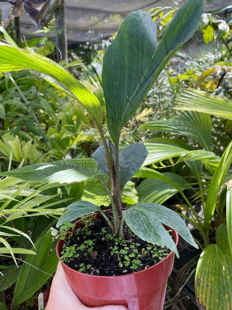 aiphanes-aculeata-ruffle-palm-coyure-palm-aiphanes-caryotifolia-aiphanes-horrida