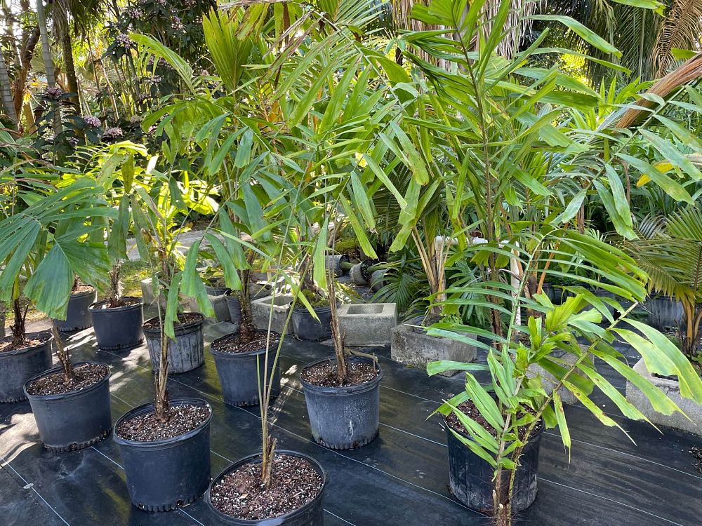 aiphanes-aculeata-ruffle-palm-coyure-palm-aiphanes-caryotifolia-aiphanes-horrida