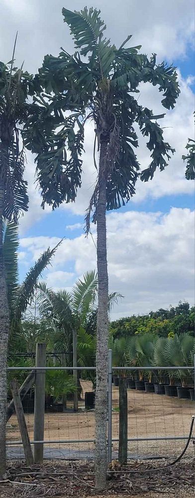 aiphanes-aculeata-ruffle-palm-coyure-palm-aiphanes-caryotifolia-aiphanes-horrida