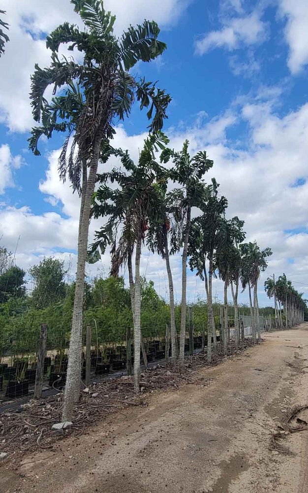 aiphanes-aculeata-ruffle-palm-coyure-palm-aiphanes-caryotifolia-aiphanes-horrida