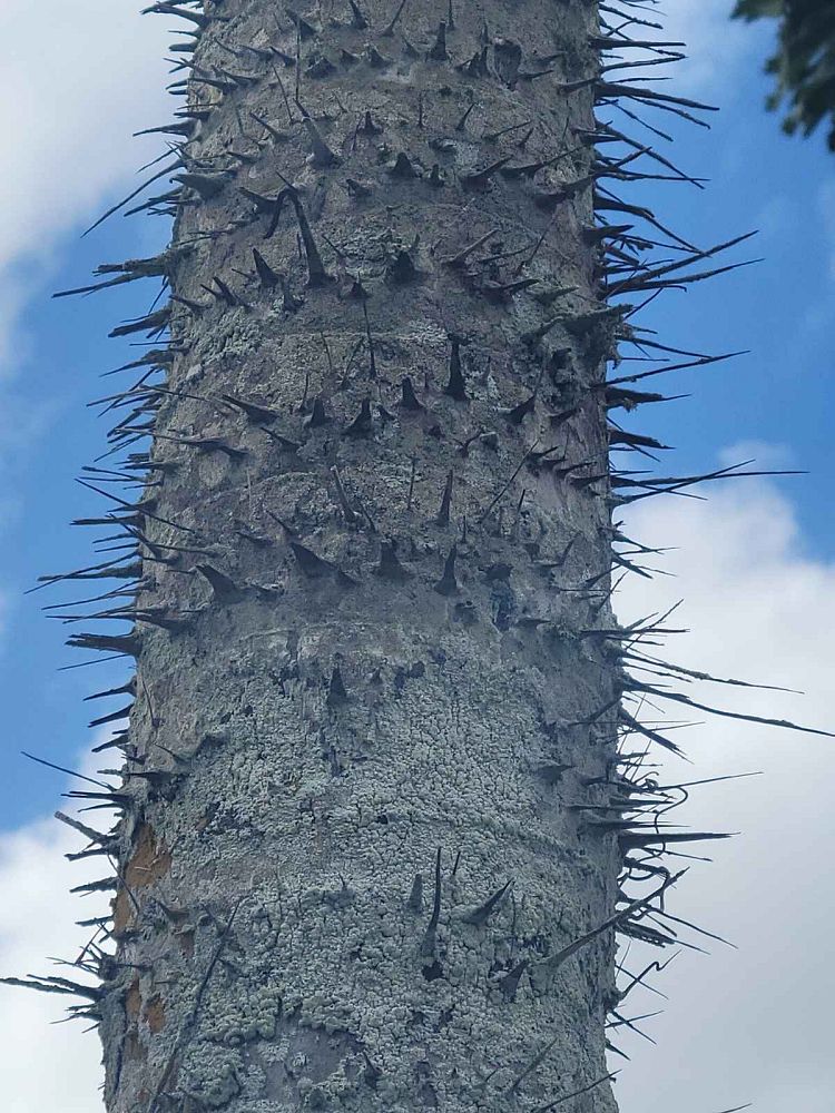 aiphanes-aculeata-ruffle-palm-coyure-palm-aiphanes-caryotifolia-aiphanes-horrida