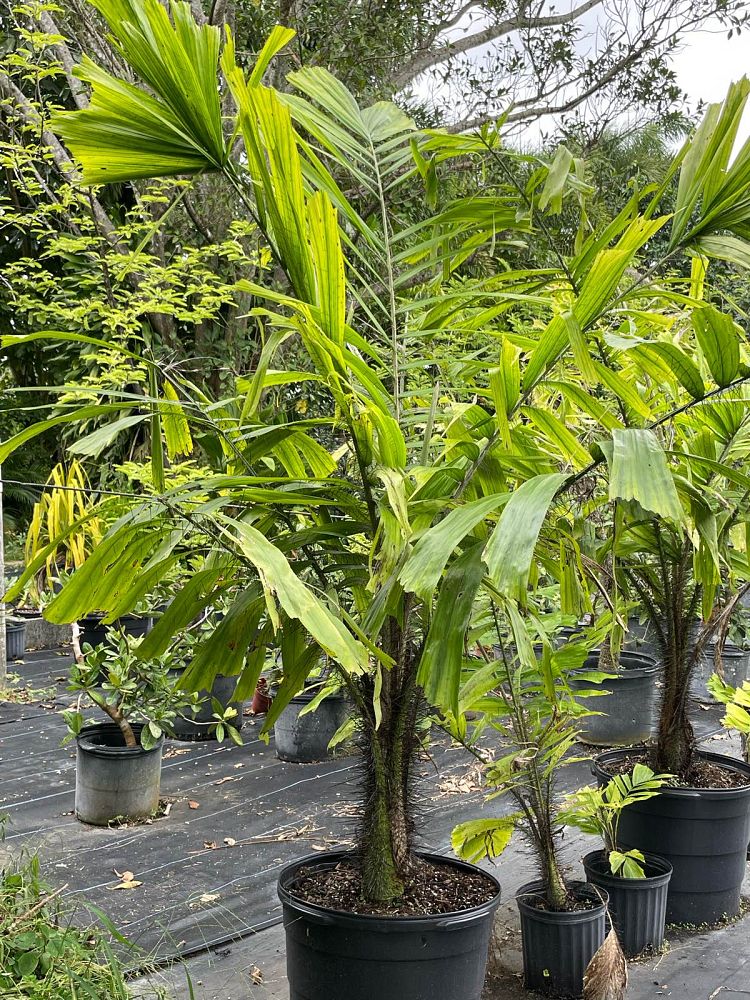 aiphanes-aculeata-ruffle-palm-coyure-palm-aiphanes-caryotifolia-aiphanes-horrida