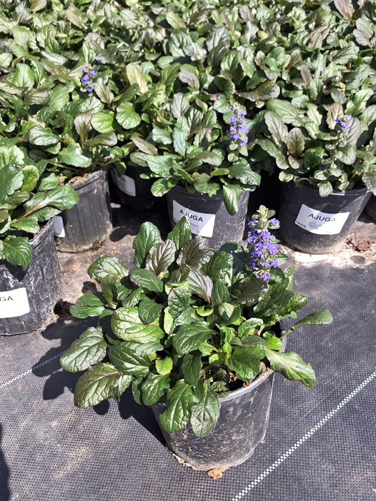 ajuga-bugle