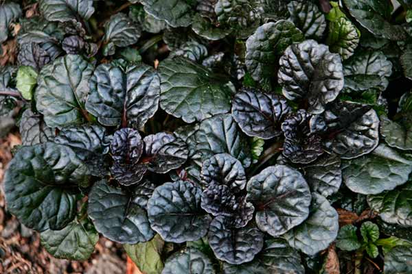 ajuga-reptans-black-scallop-carpet-bugleweed