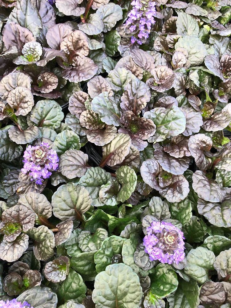 ajuga-reptans-black-scallop-carpet-bugleweed
