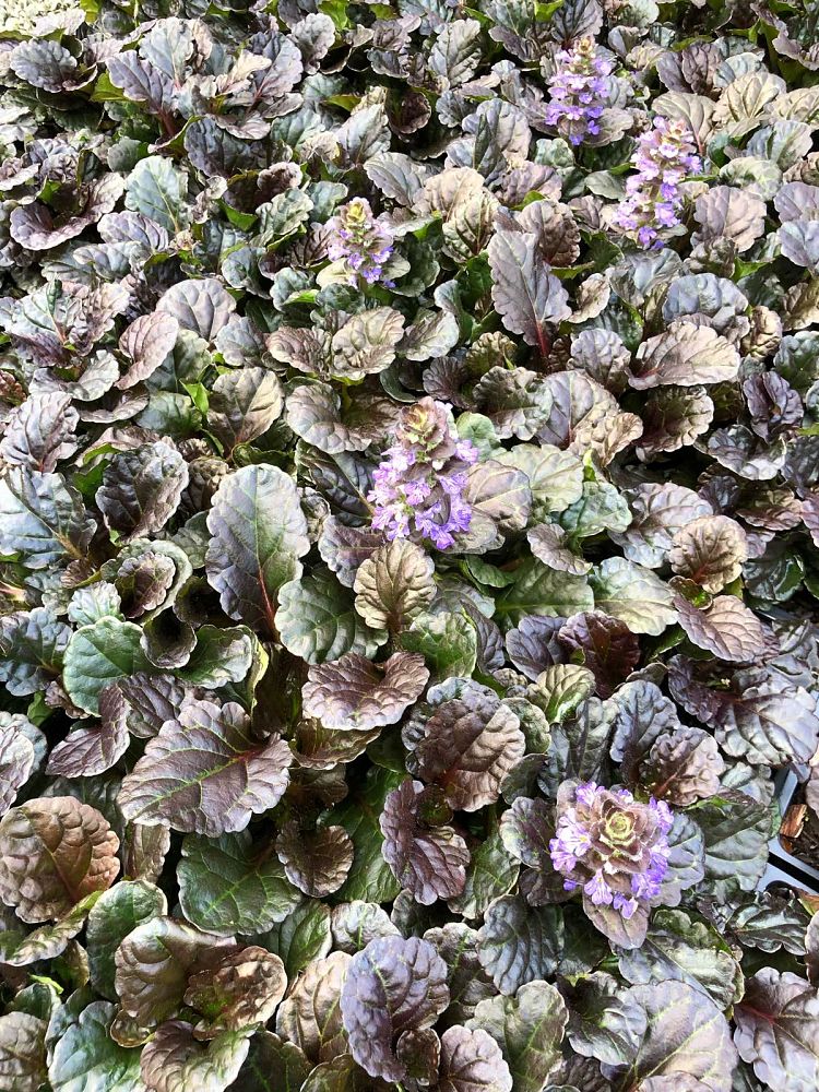 ajuga-reptans-black-scallop-carpet-bugleweed