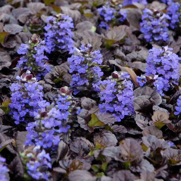 ajuga-reptans-black-scallop-carpet-bugleweed