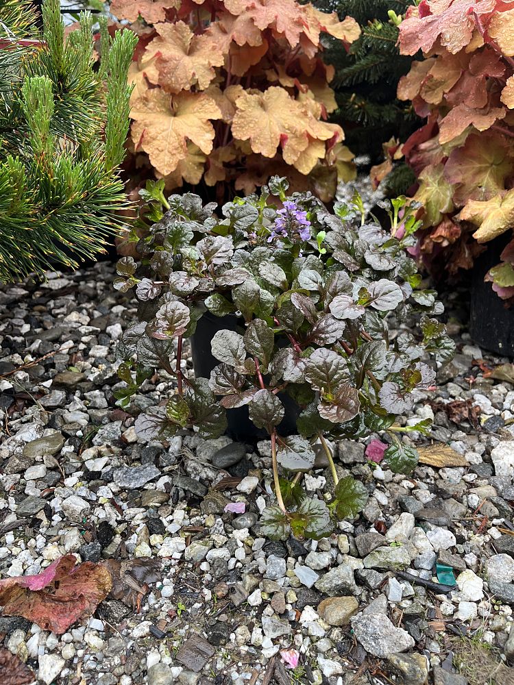ajuga-reptans-black-scallop-carpet-bugleweed