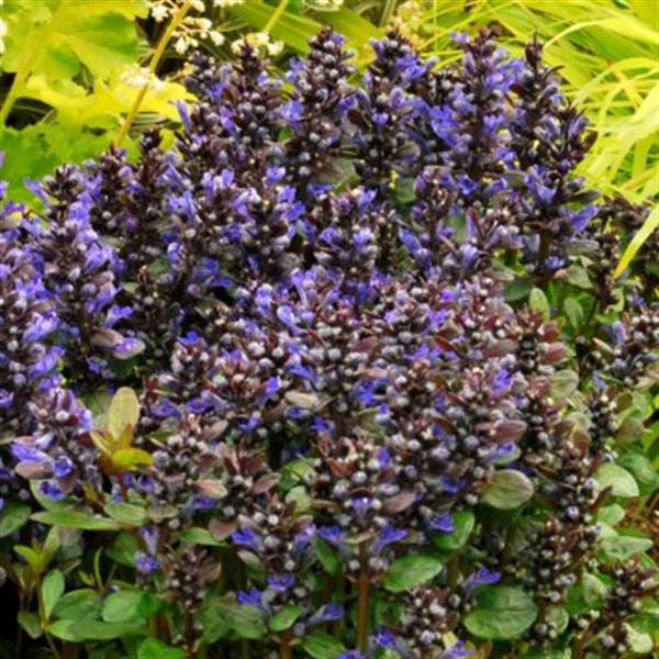 ajuga-reptans-blueberry-muffin-bugleweed-carpet-bugle-bugle