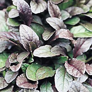 ajuga-reptans-bronze-beauty-carpet-bugleweed