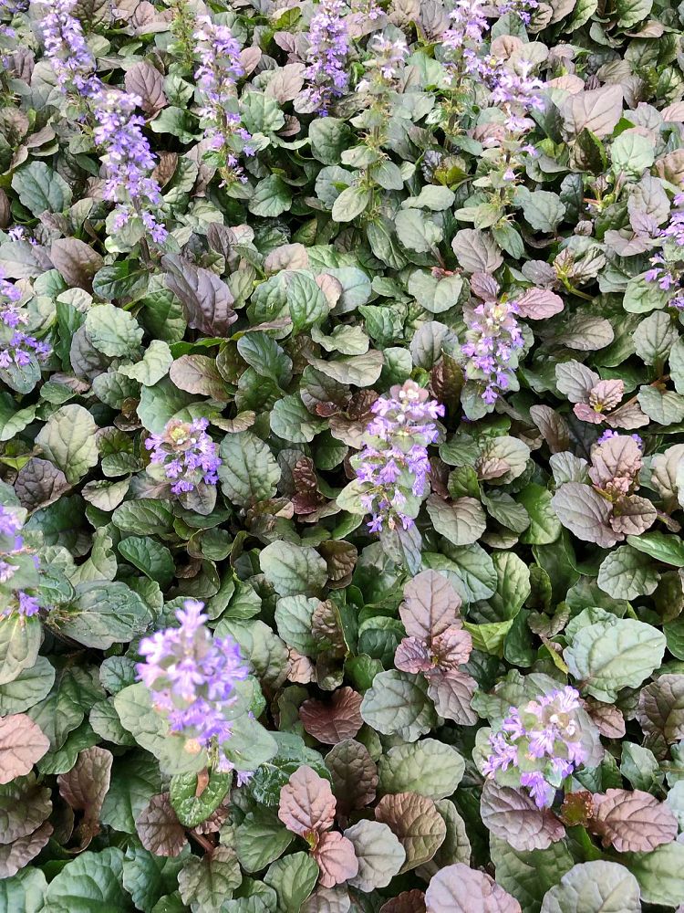 ajuga-reptans-bronze-beauty-carpet-bugleweed