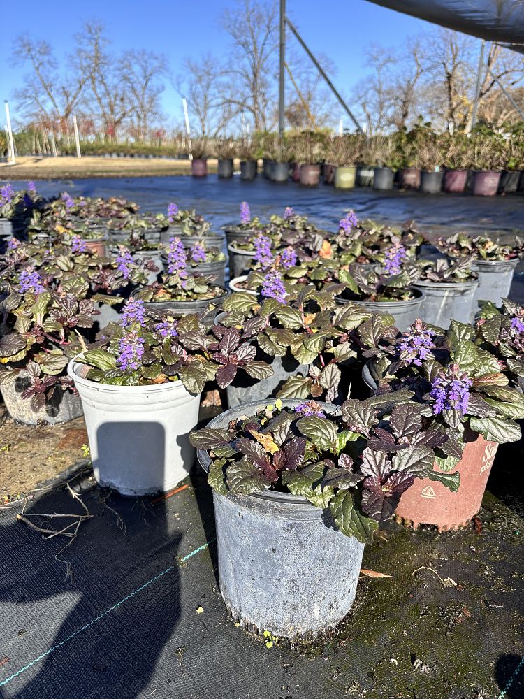 ajuga-reptans-bronze-beauty-carpet-bugleweed
