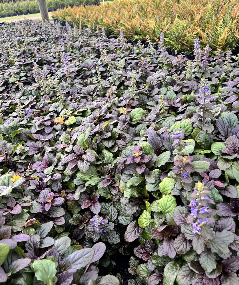 ajuga-reptans-bronze-beauty-carpet-bugleweed