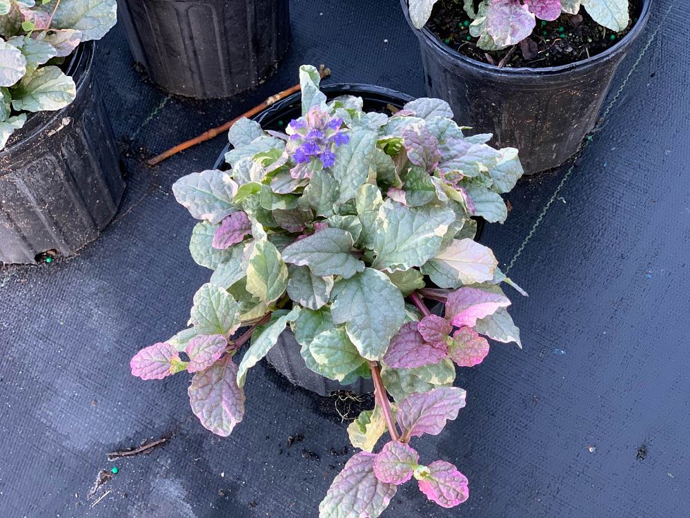 ajuga-reptans-burgundy-glow-carpet-bugleweed