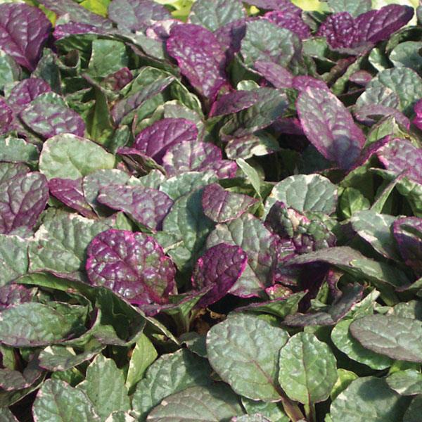 ajuga-reptans-burgundy-glow-carpet-bugleweed