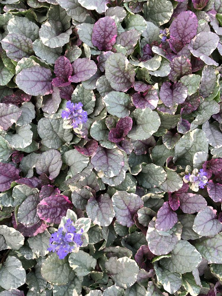 ajuga-reptans-burgundy-glow-carpet-bugleweed