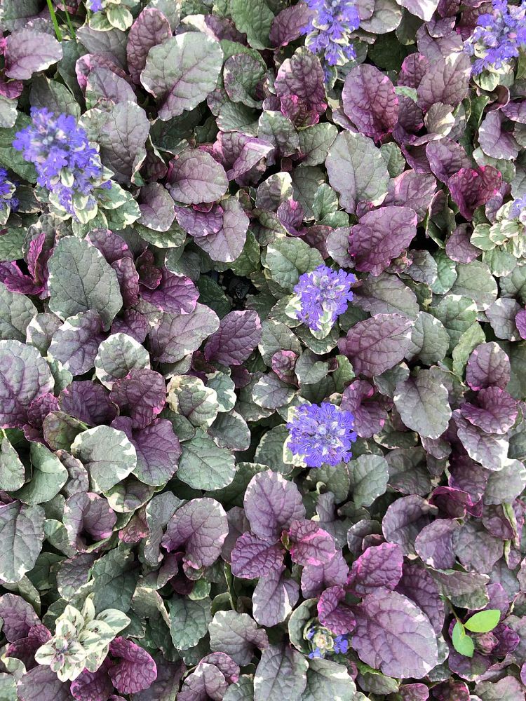 ajuga-reptans-burgundy-glow-carpet-bugleweed