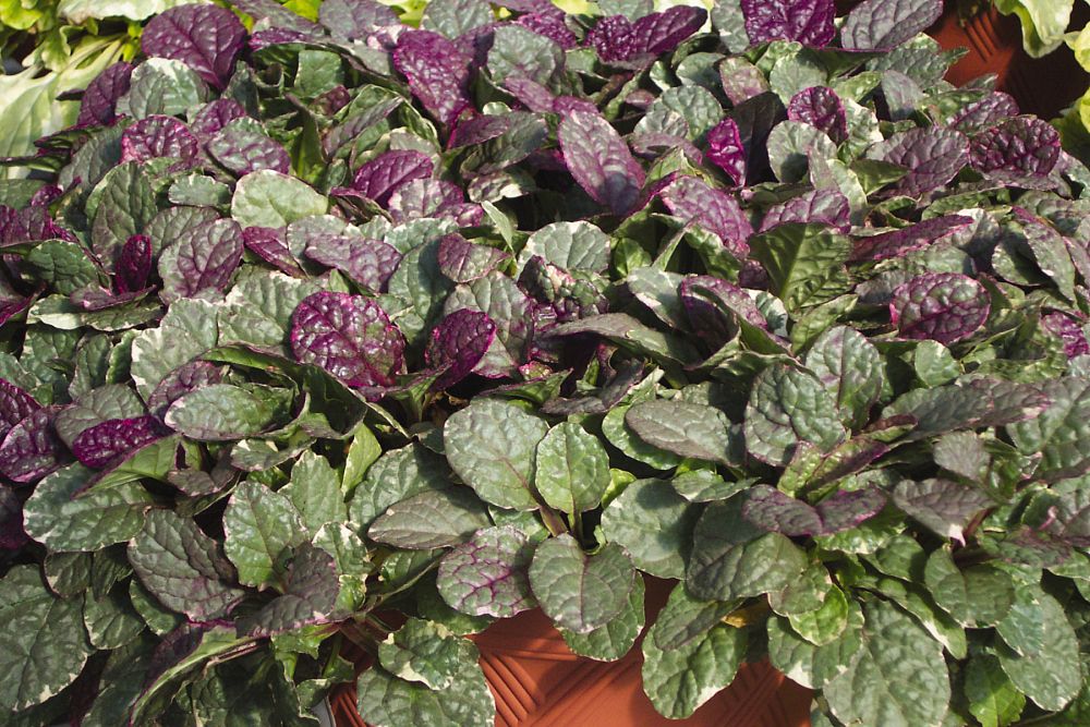 ajuga-reptans-burgundy-glow-carpet-bugleweed