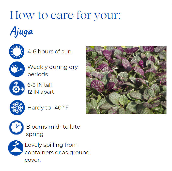 ajuga-reptans-burgundy-glow-carpet-bugleweed
