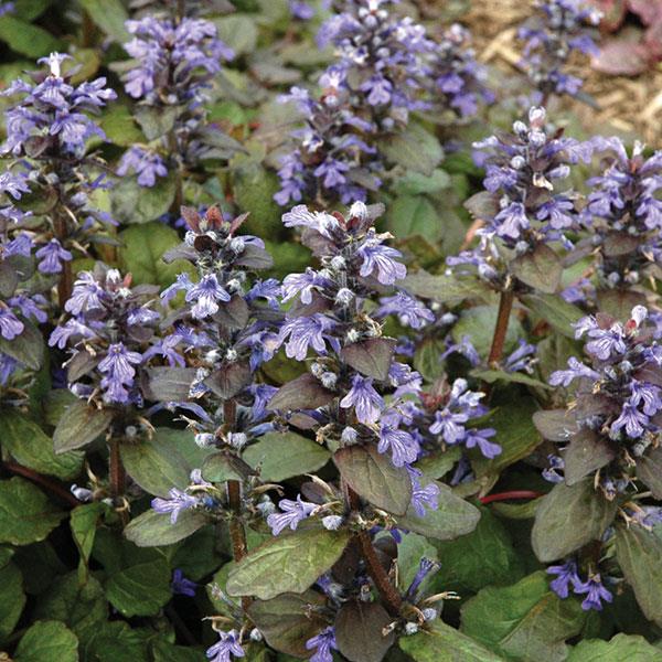 ajuga-reptans-catlin-s-giant-carpet-bugleweed