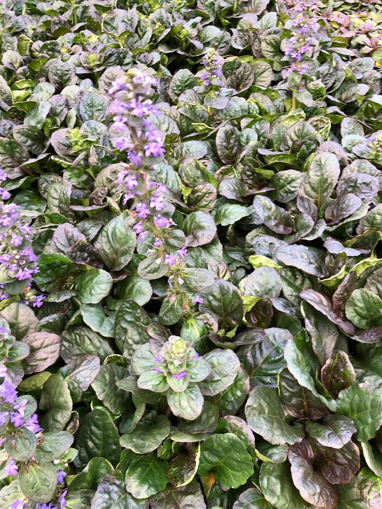 ajuga-reptans-catlin-s-giant-carpet-bugleweed