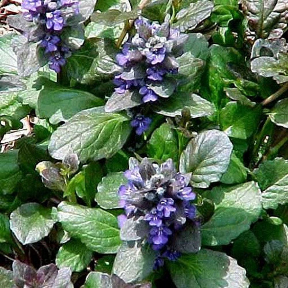 ajuga-reptans-catlin-s-giant-carpet-bugleweed