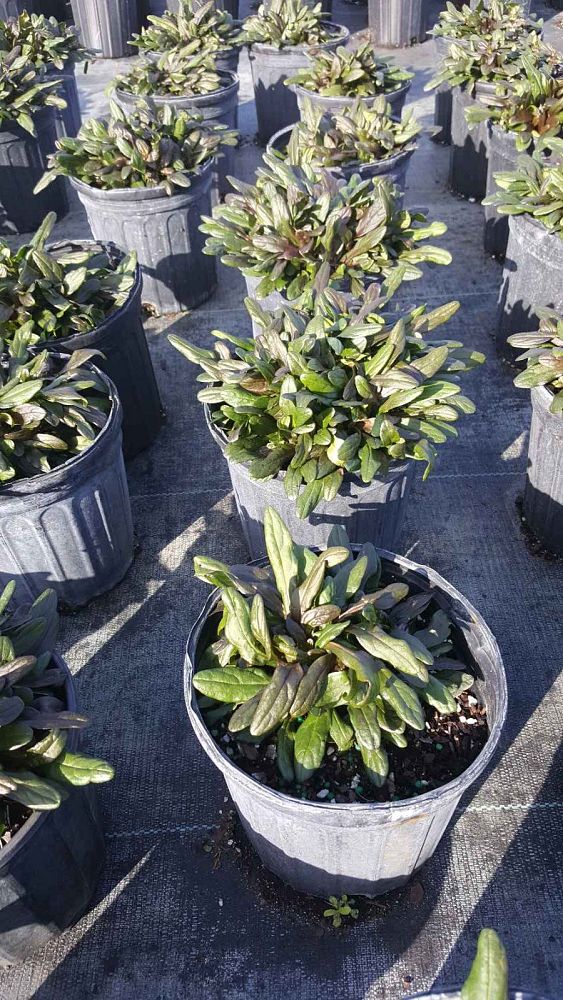 Locate Find Whole Plants Plantant Com 1g 6 Login Req D