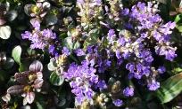 ajuga-reptans-chocolate-chip-carpet-bugleweed