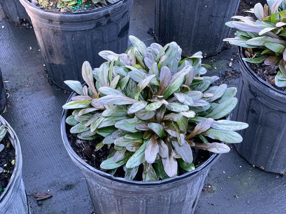 ajuga-reptans-chocolate-chip-carpet-bugleweed