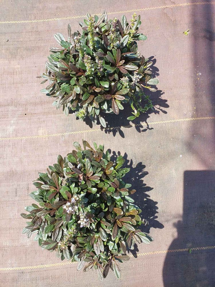 ajuga-reptans-chocolate-chip-carpet-bugleweed