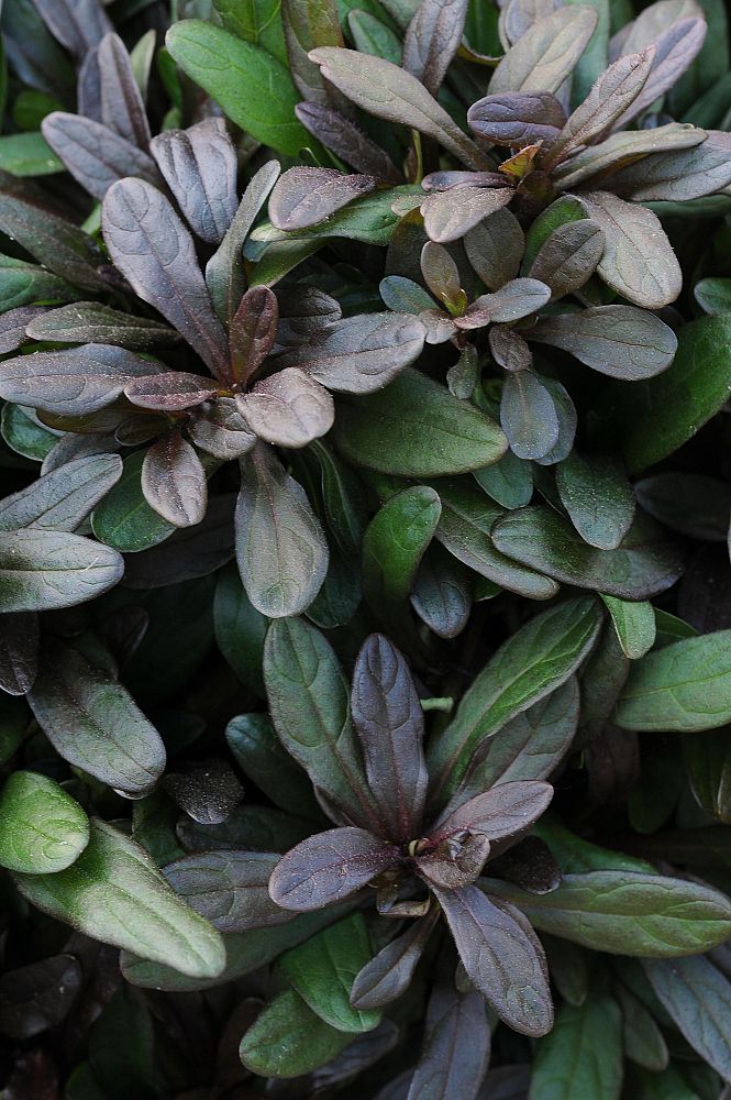 ajuga-reptans-chocolate-chip-carpet-bugleweed